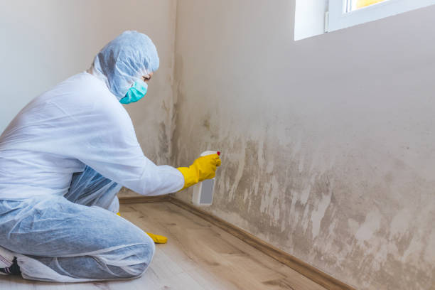 Licensed Black Mold Removal service in Topinabee, MI - WQB Mold Removal