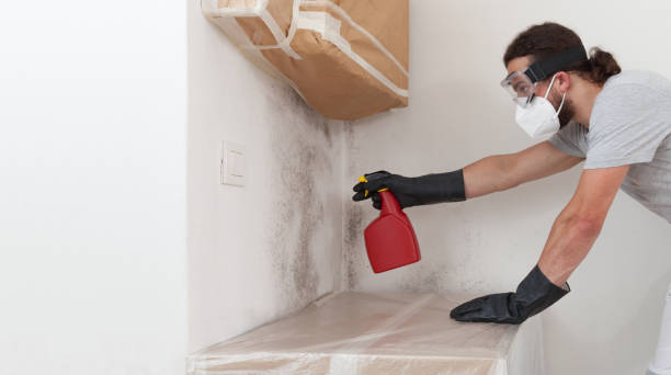 Professional Black Mold Removal technician working in Topinabee, MI