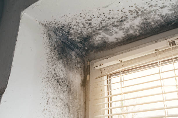 Affordable Black Mold Removal solutions in Topinabee, MI